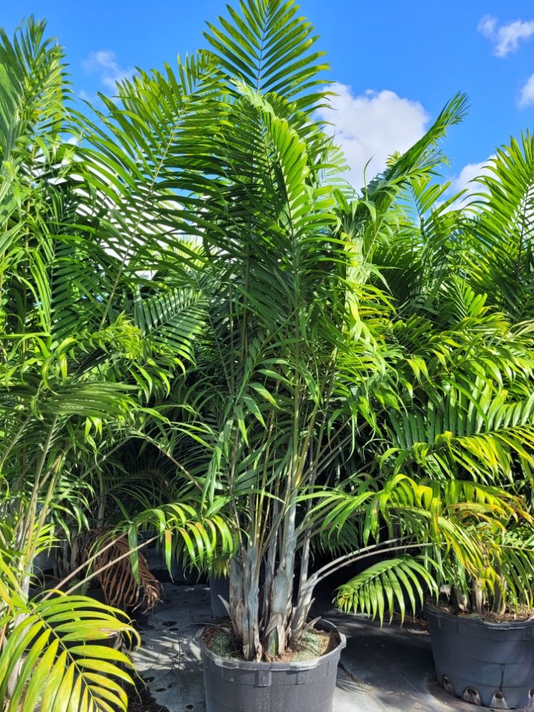 dypsis-cabadae-cabada-palm