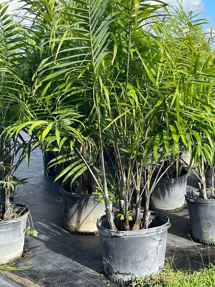 dypsis-cabadae-cabada-palm
