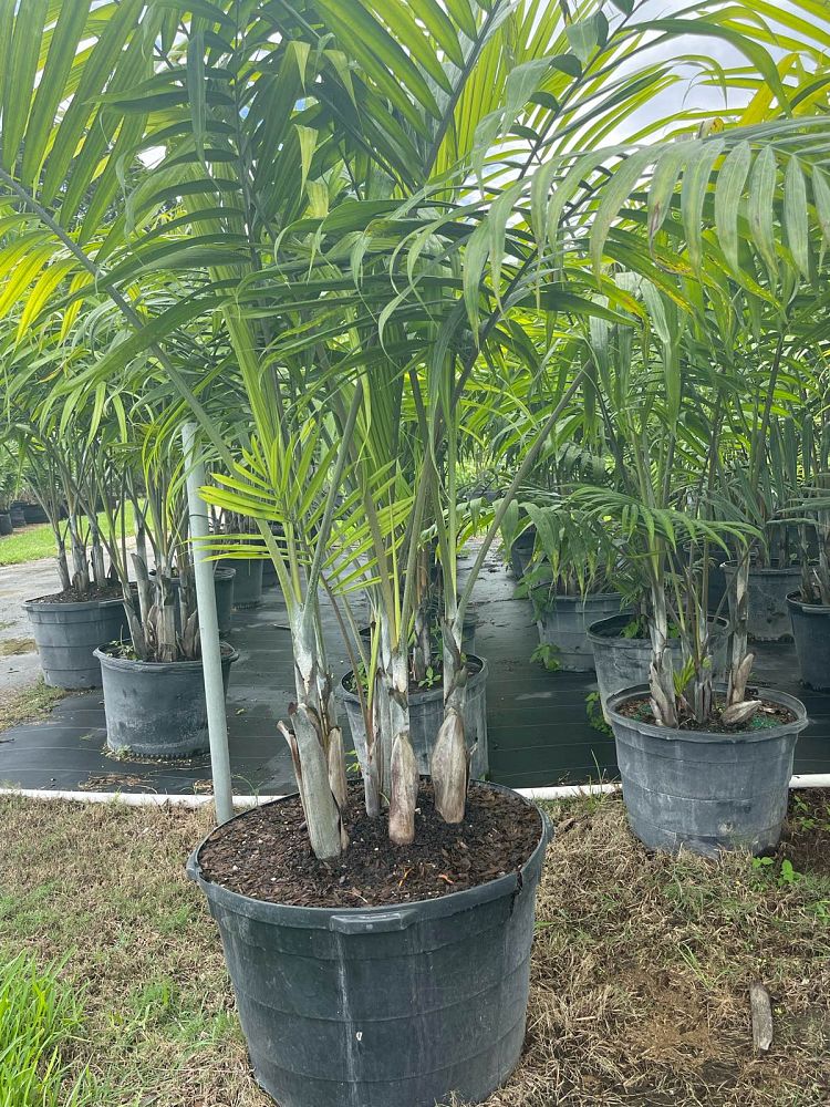 dypsis-cabadae-cabada-palm