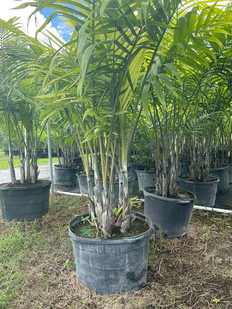 dypsis-cabadae-cabada-palm