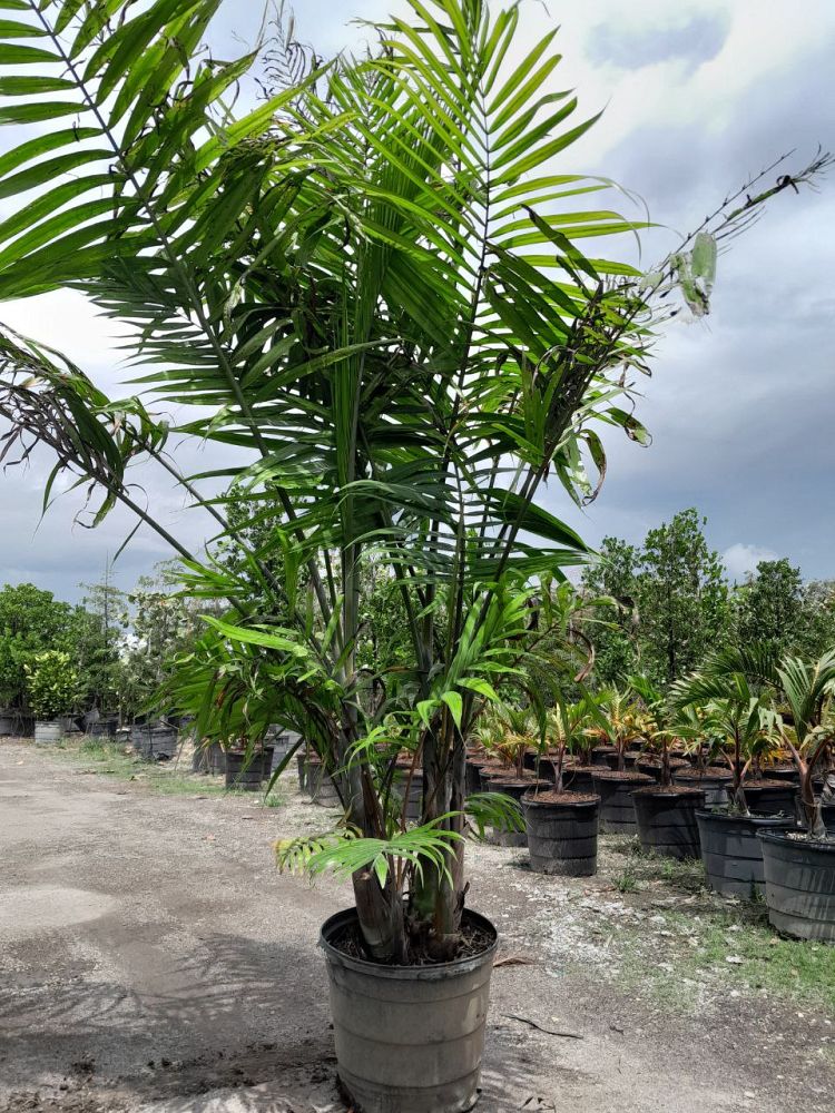 dypsis-cabadae-cabada-palm