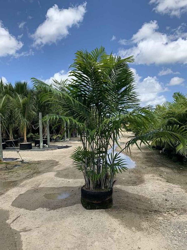 dypsis-cabadae-cabada-palm
