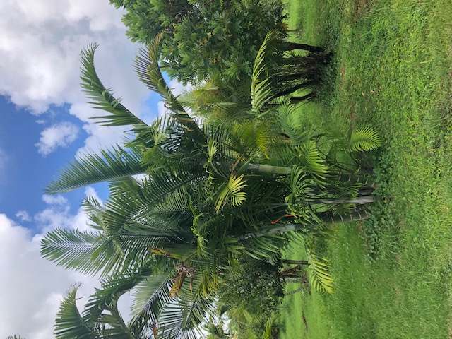dypsis-cabadae-cabada-palm