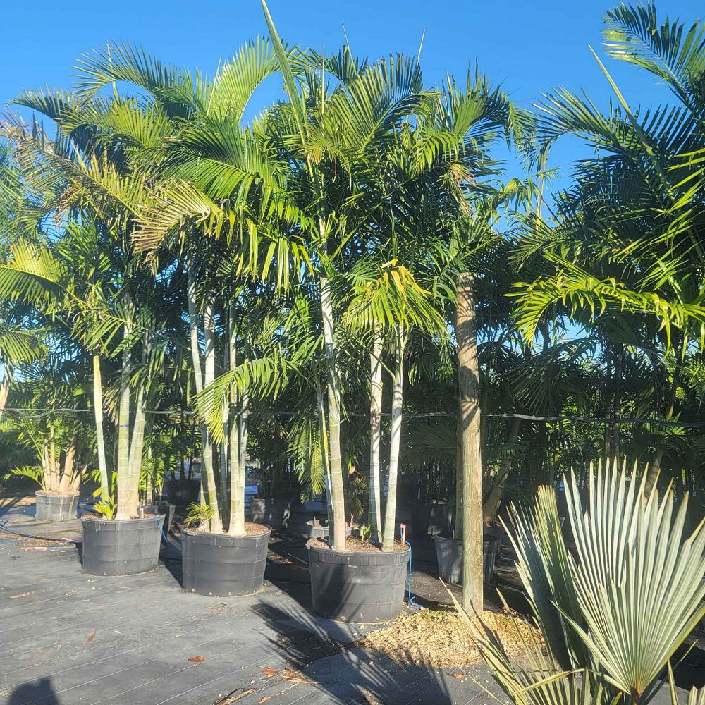 dypsis-cabadae-cabada-palm