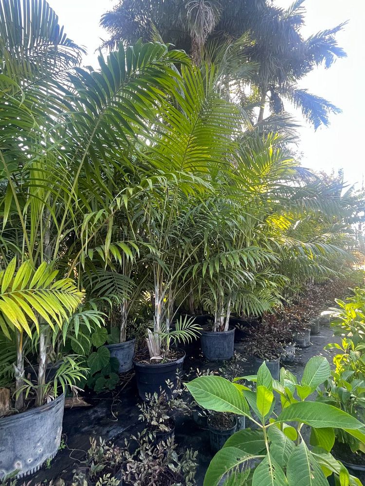 dypsis-cabadae-cabada-palm