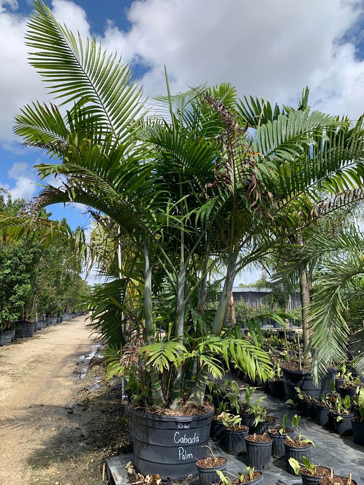 dypsis-cabadae-cabada-palm