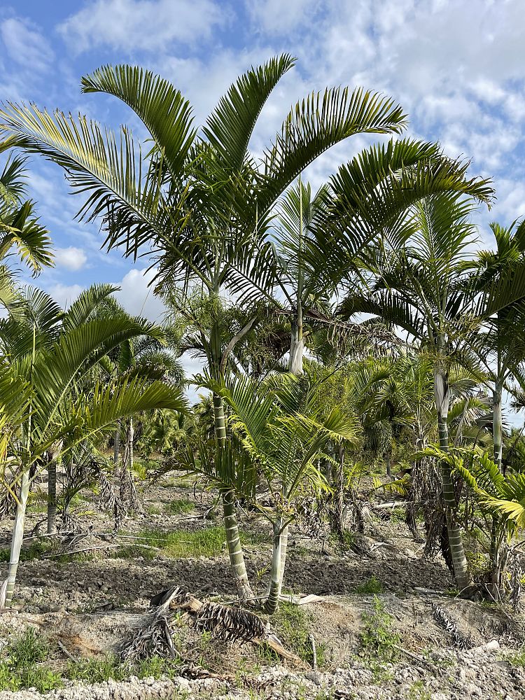 dypsis-cabadae-cabada-palm