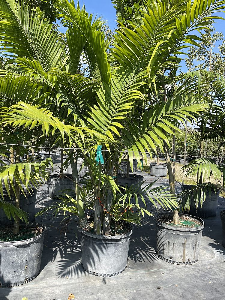 dypsis-cabadae-cabada-palm