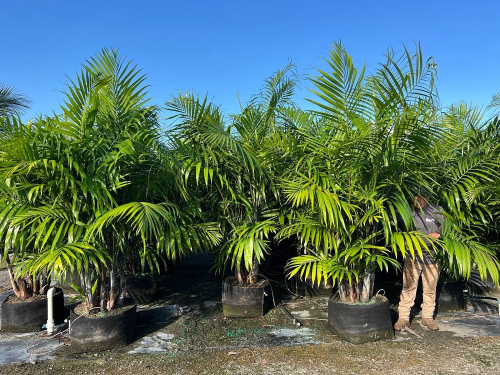 dypsis-cabadae-cabada-palm
