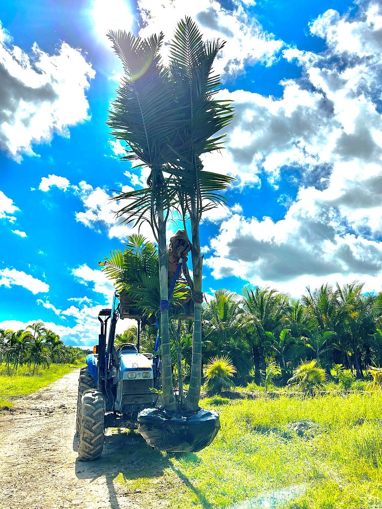 dypsis-cabadae-cabada-palm