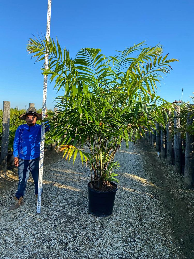 dypsis-cabadae-cabada-palm