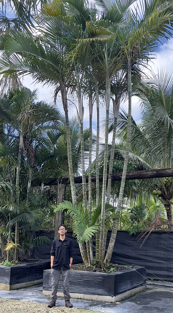 dypsis-cabadae-cabada-palm