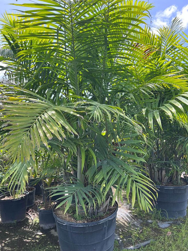 dypsis-cabadae-cabada-palm