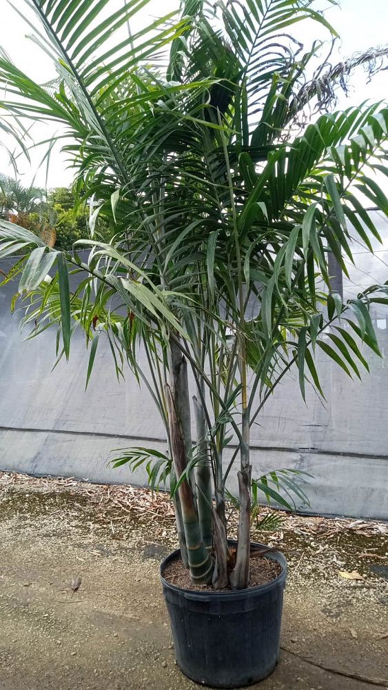 dypsis-cabadae-cabada-palm
