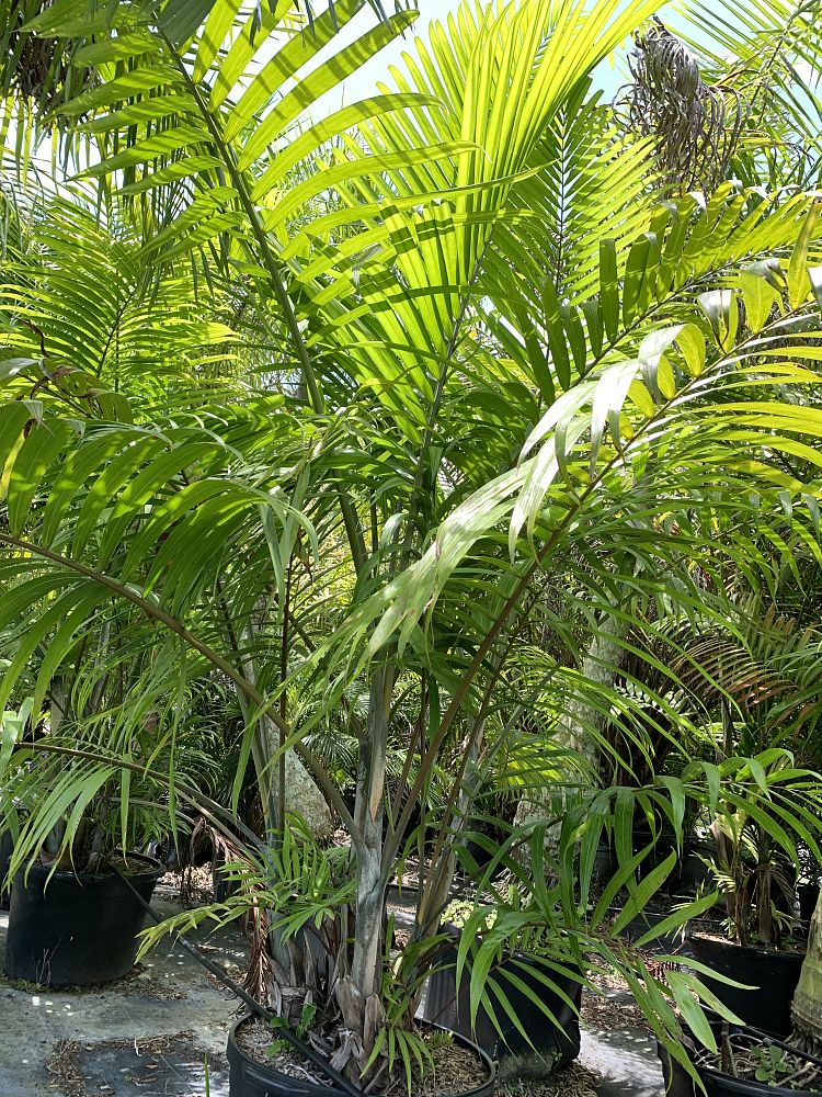 dypsis-cabadae-cabada-palm