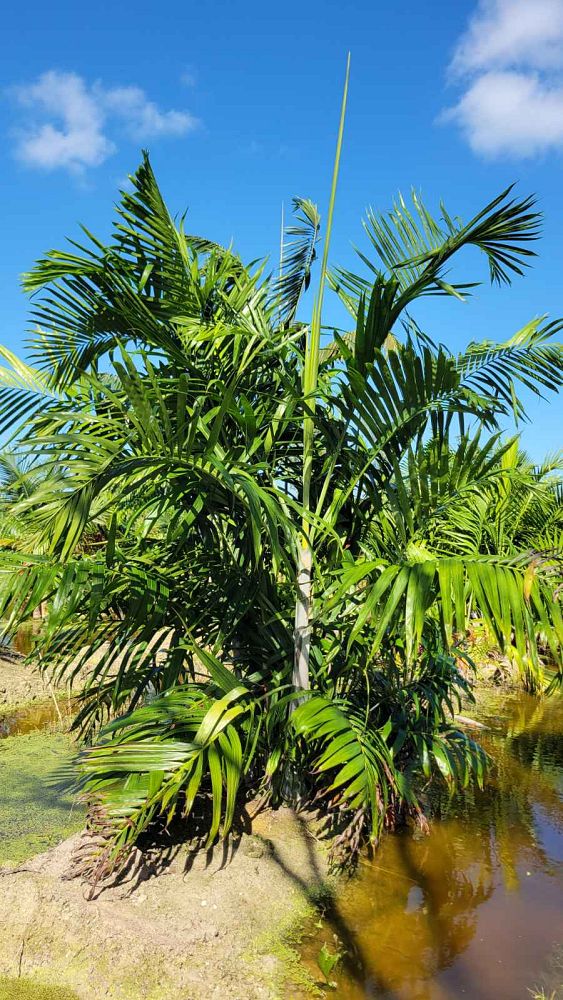 dypsis-cabadae-cabada-palm