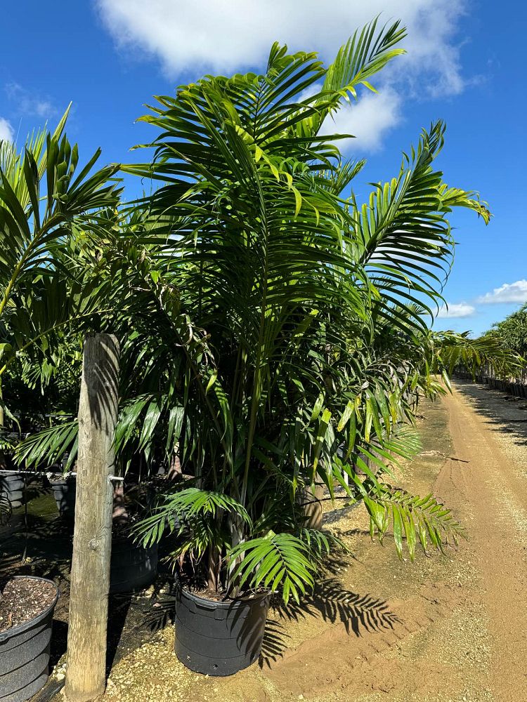 dypsis-cabadae-cabada-palm