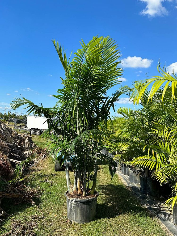 dypsis-cabadae-cabada-palm