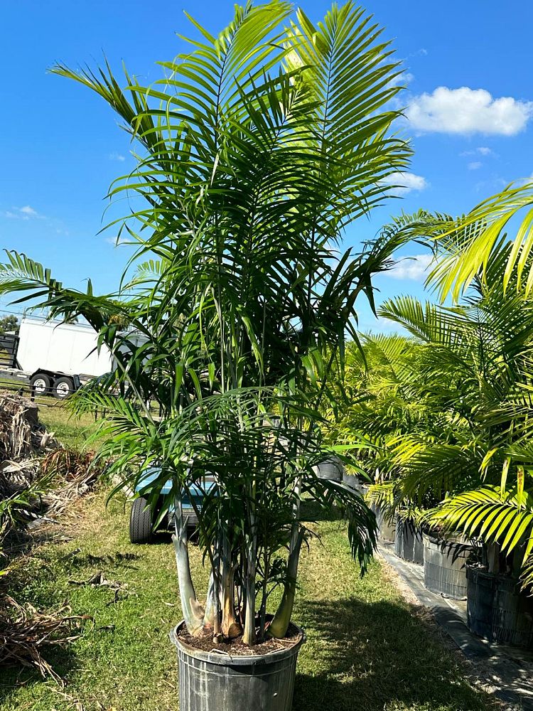 dypsis-cabadae-cabada-palm