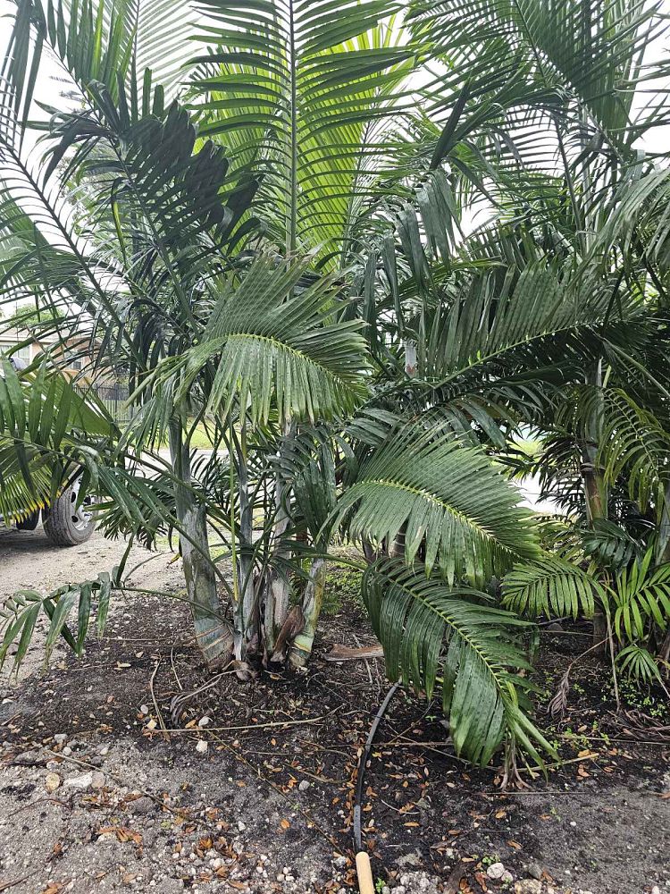 dypsis-cabadae-cabada-palm