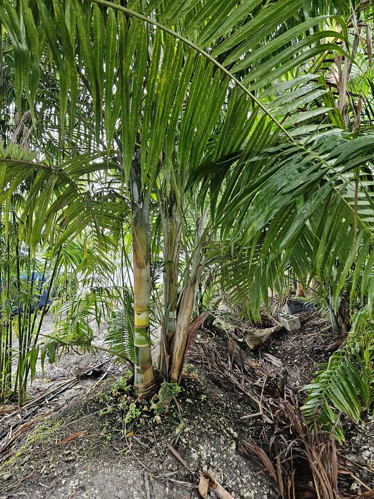 dypsis-cabadae-cabada-palm