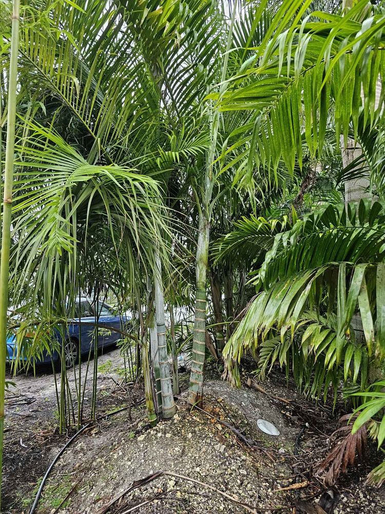 dypsis-cabadae-cabada-palm