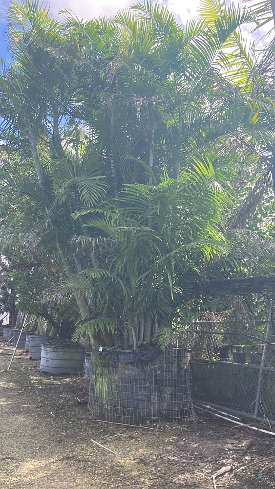 dypsis-cabadae-cabada-palm