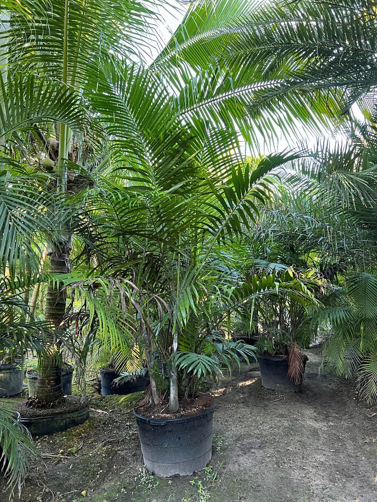 dypsis-cabadae-cabada-palm