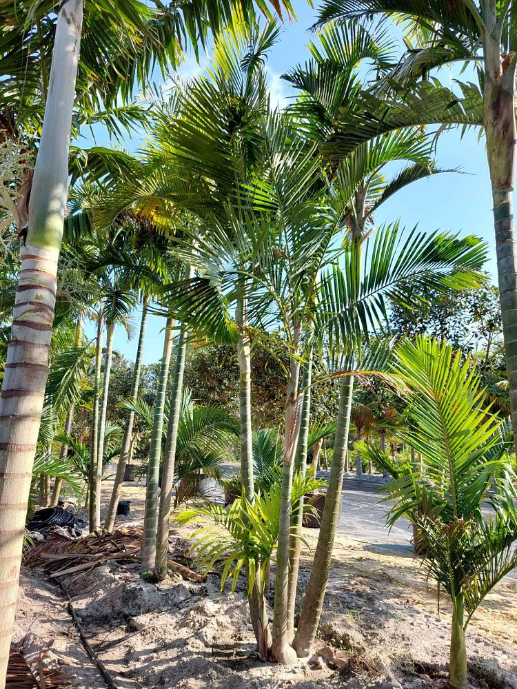 dypsis-cabadae-cabada-palm