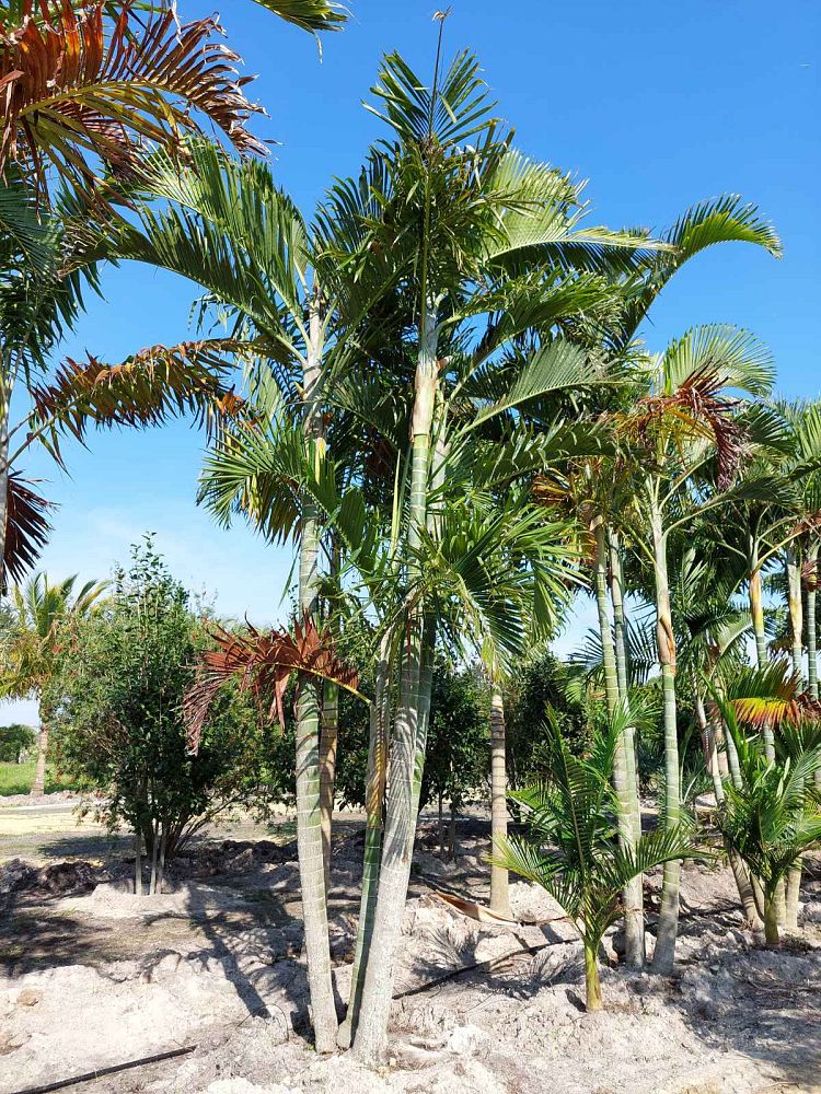 dypsis-cabadae-cabada-palm
