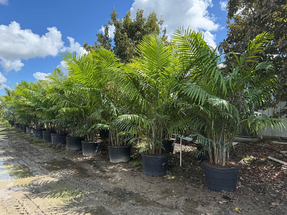 dypsis-cabadae-cabada-palm