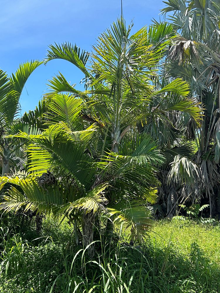dypsis-cabadae-cabada-palm