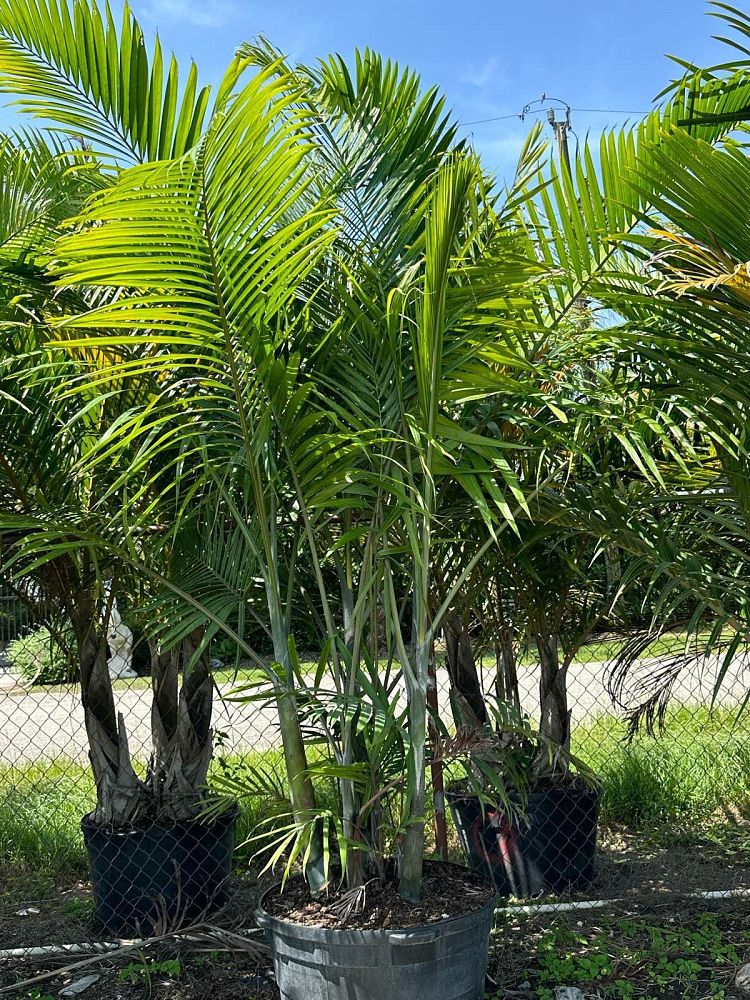 dypsis-cabadae-cabada-palm
