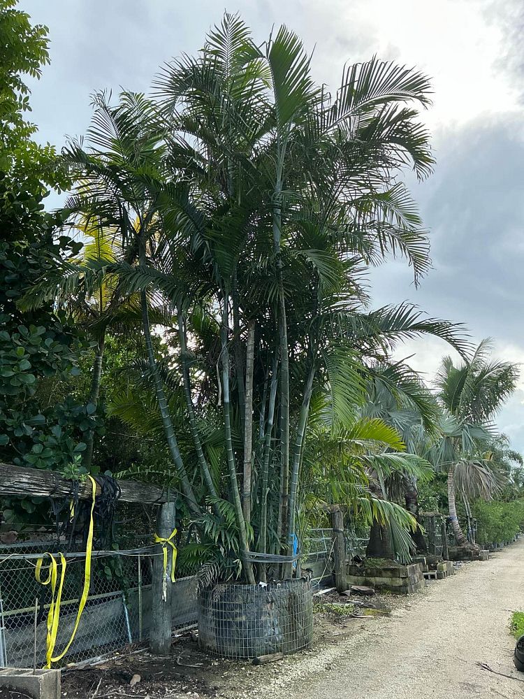 dypsis-cabadae-cabada-palm