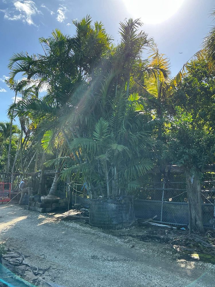 dypsis-cabadae-cabada-palm