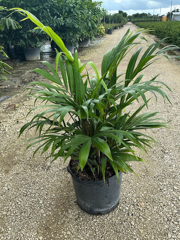 dypsis-cabadae-cabada-palm
