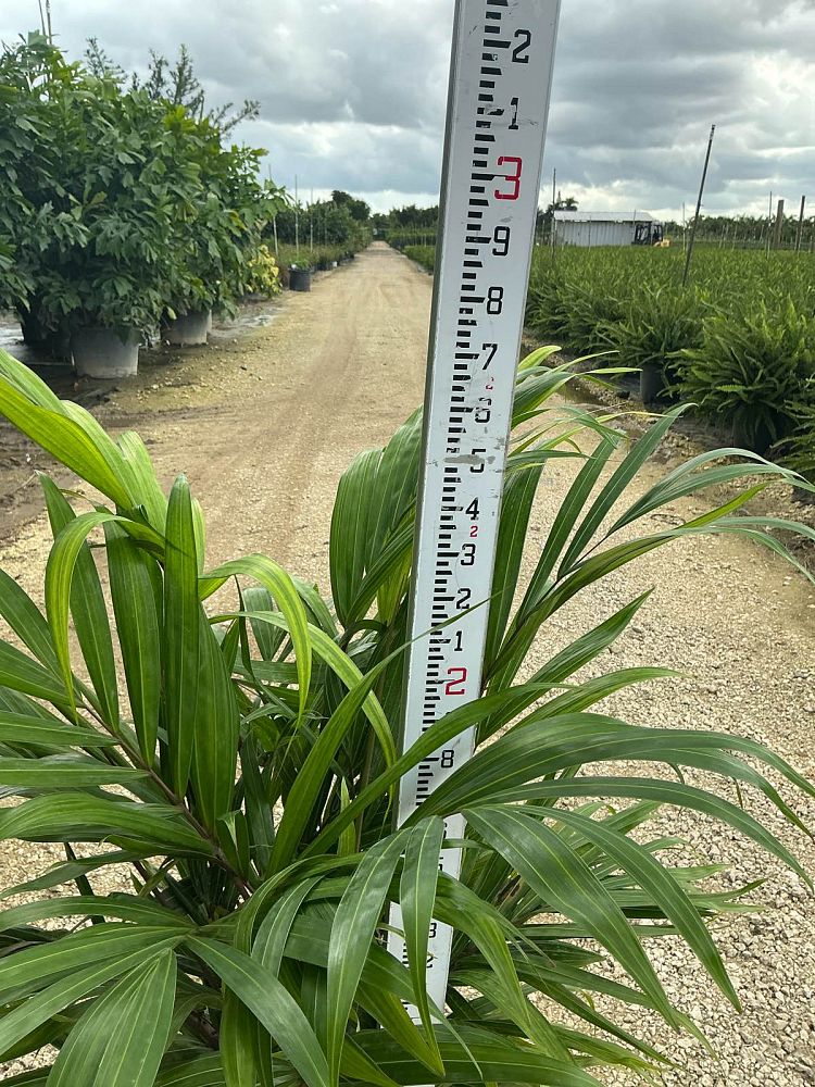 dypsis-cabadae-cabada-palm