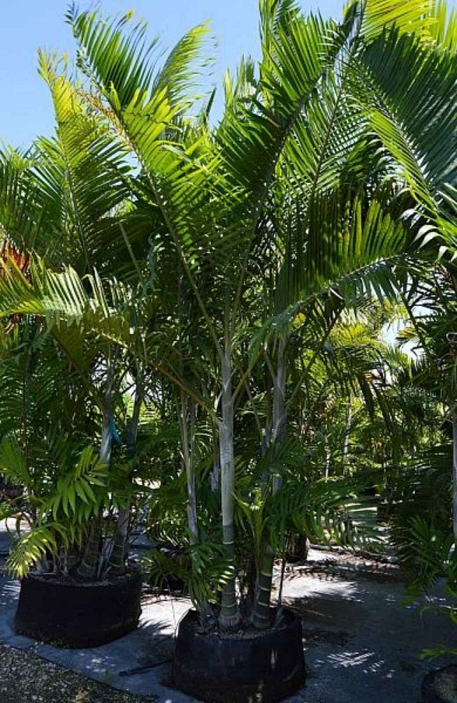 dypsis-cabadae-cabada-palm