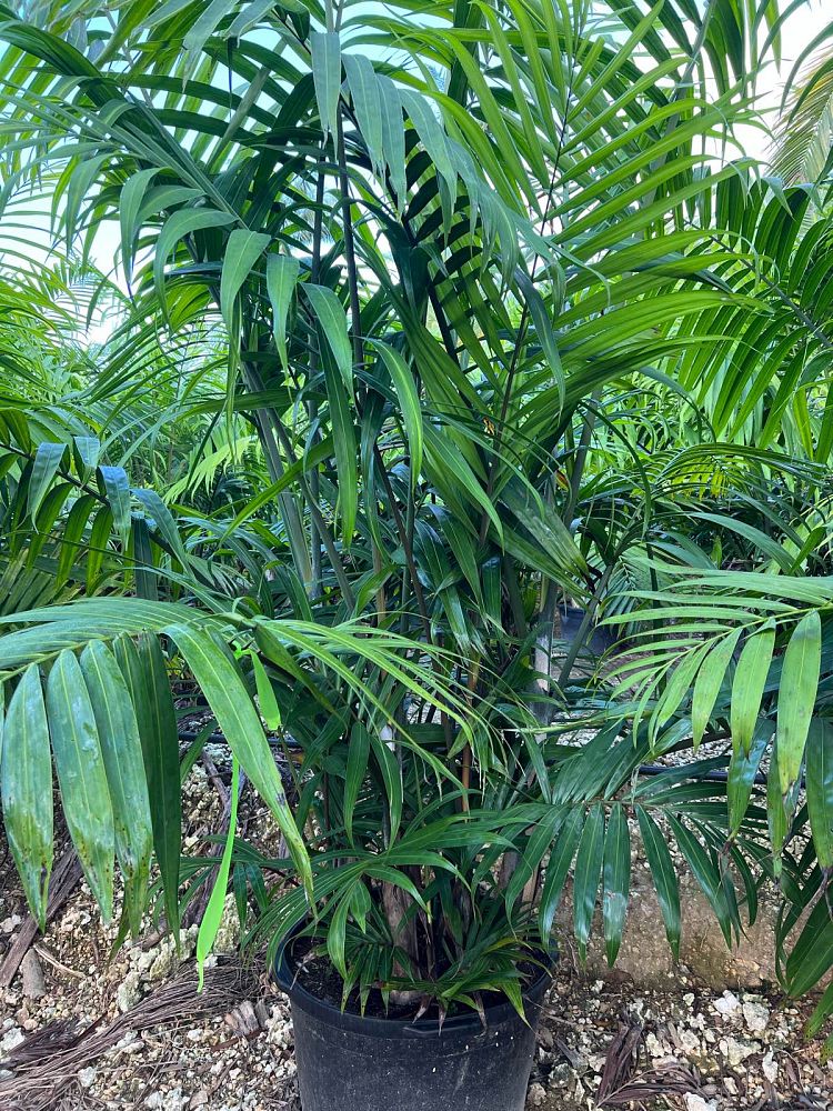 dypsis-cabadae-cabada-palm
