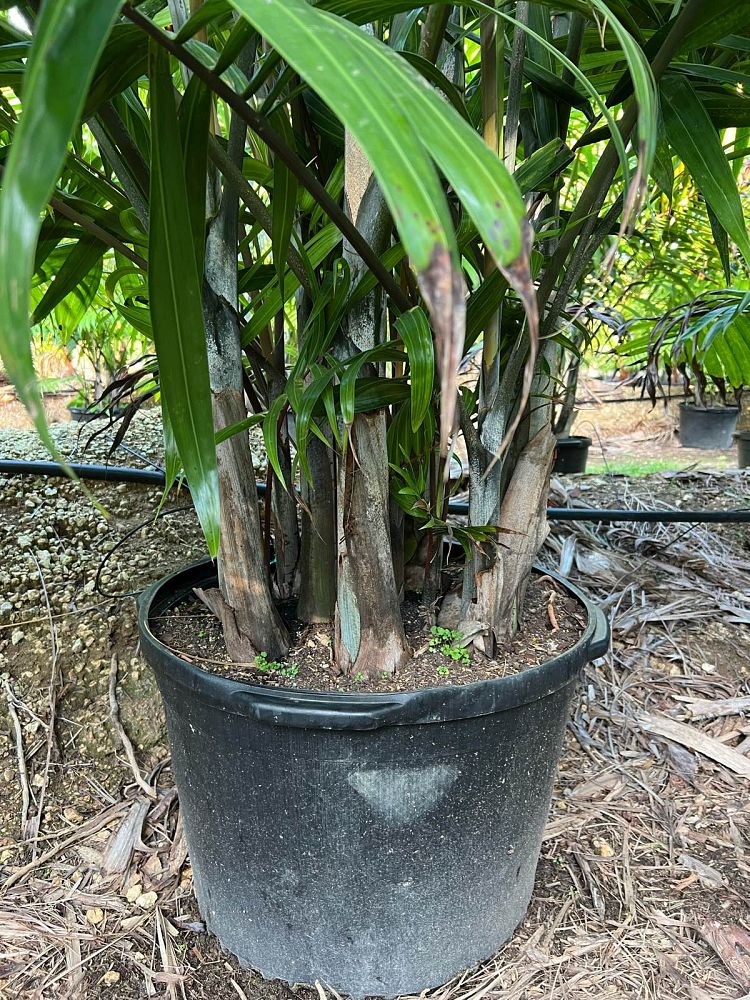 dypsis-cabadae-cabada-palm