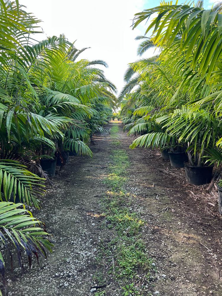 dypsis-cabadae-cabada-palm