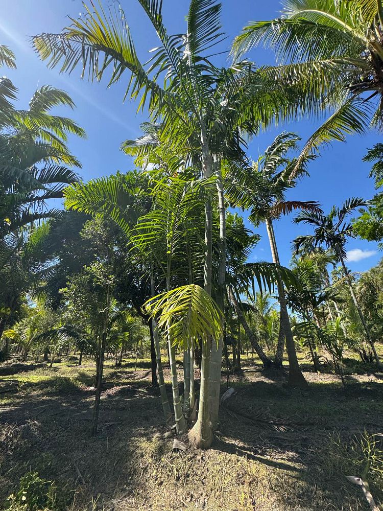 dypsis-cabadae-cabada-palm