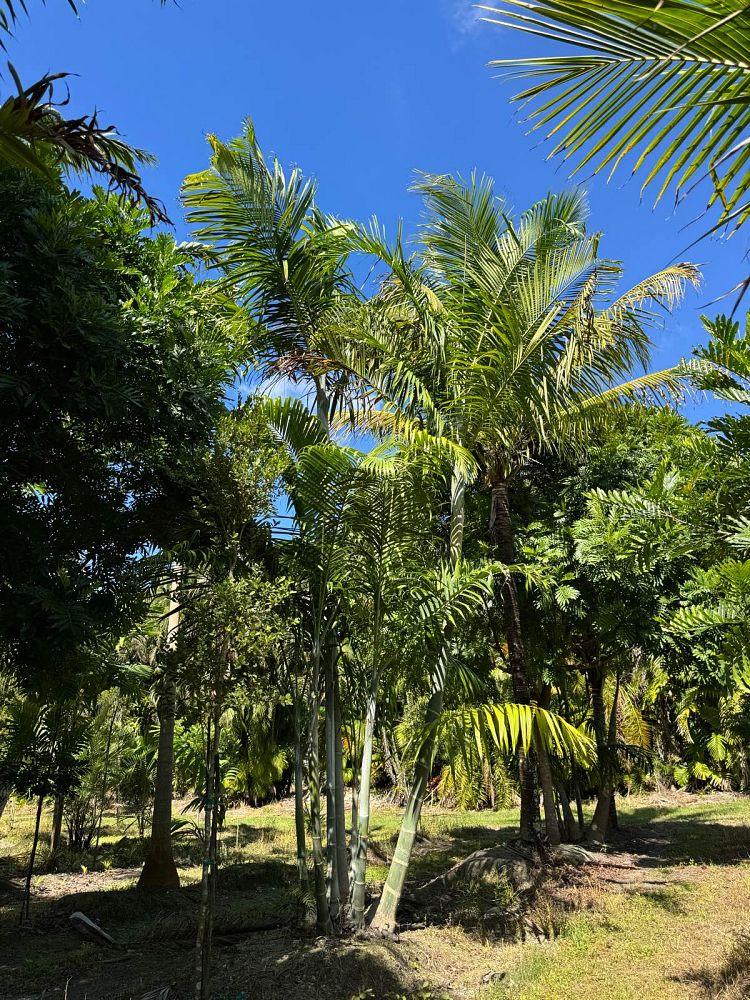 dypsis-cabadae-cabada-palm