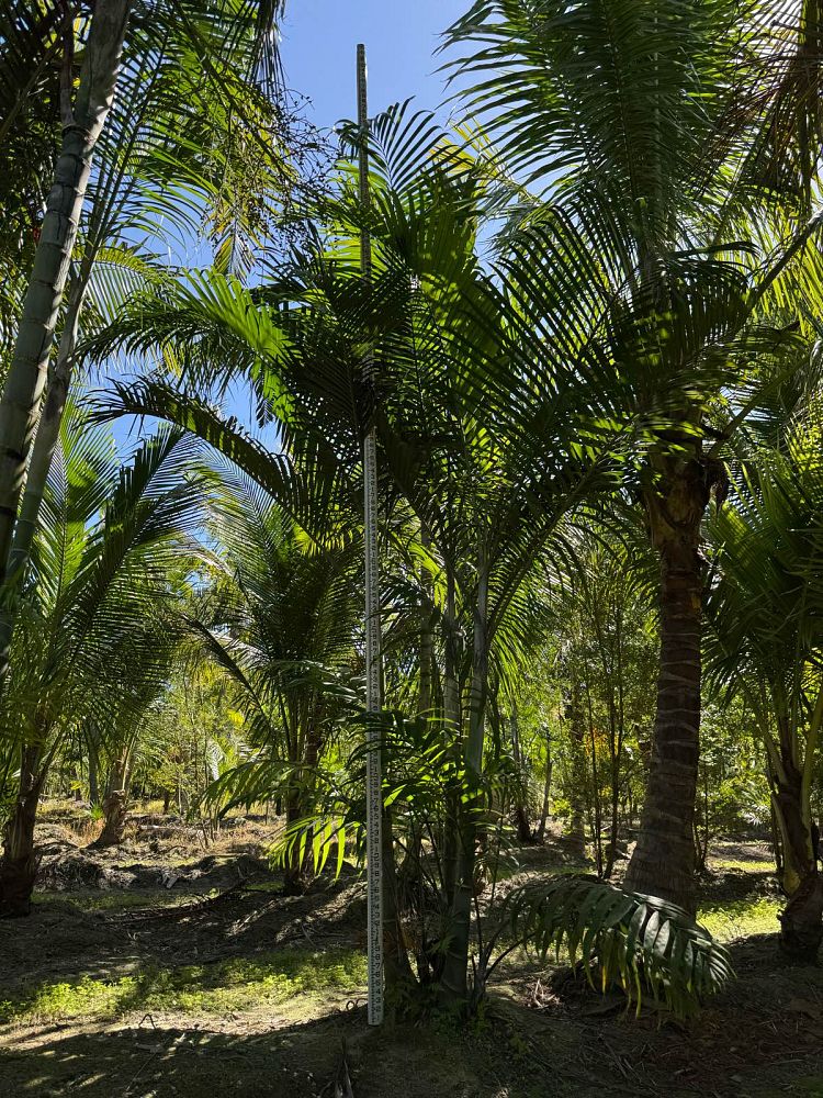 dypsis-cabadae-cabada-palm