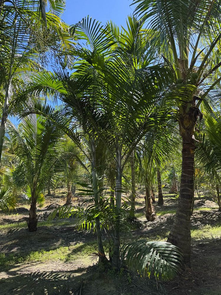 dypsis-cabadae-cabada-palm