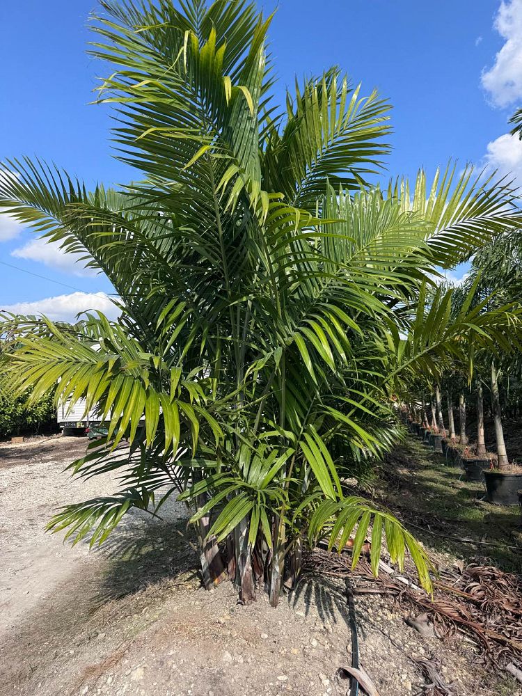 dypsis-cabadae-cabada-palm