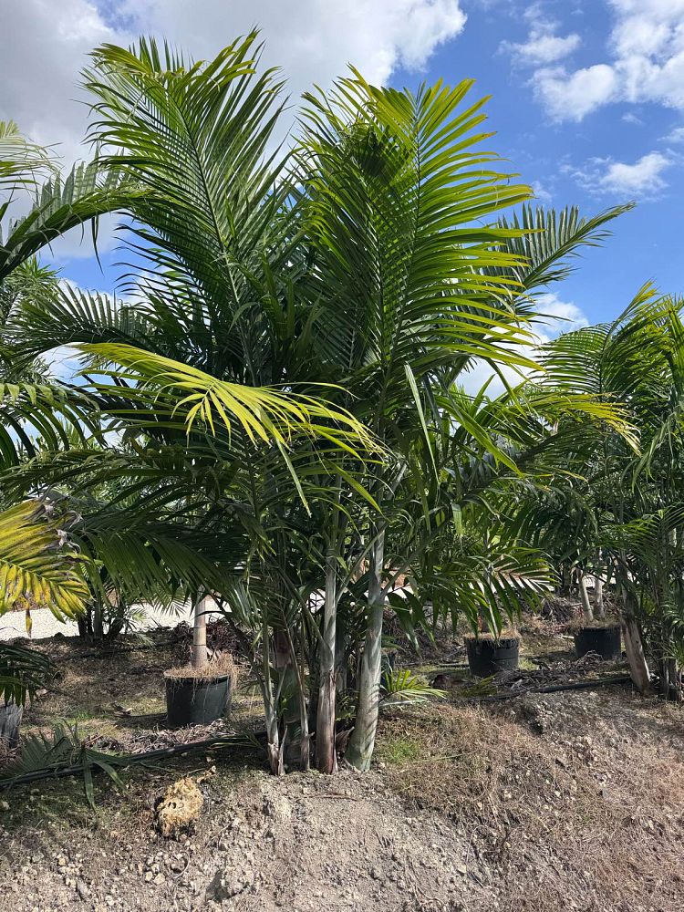 dypsis-cabadae-cabada-palm