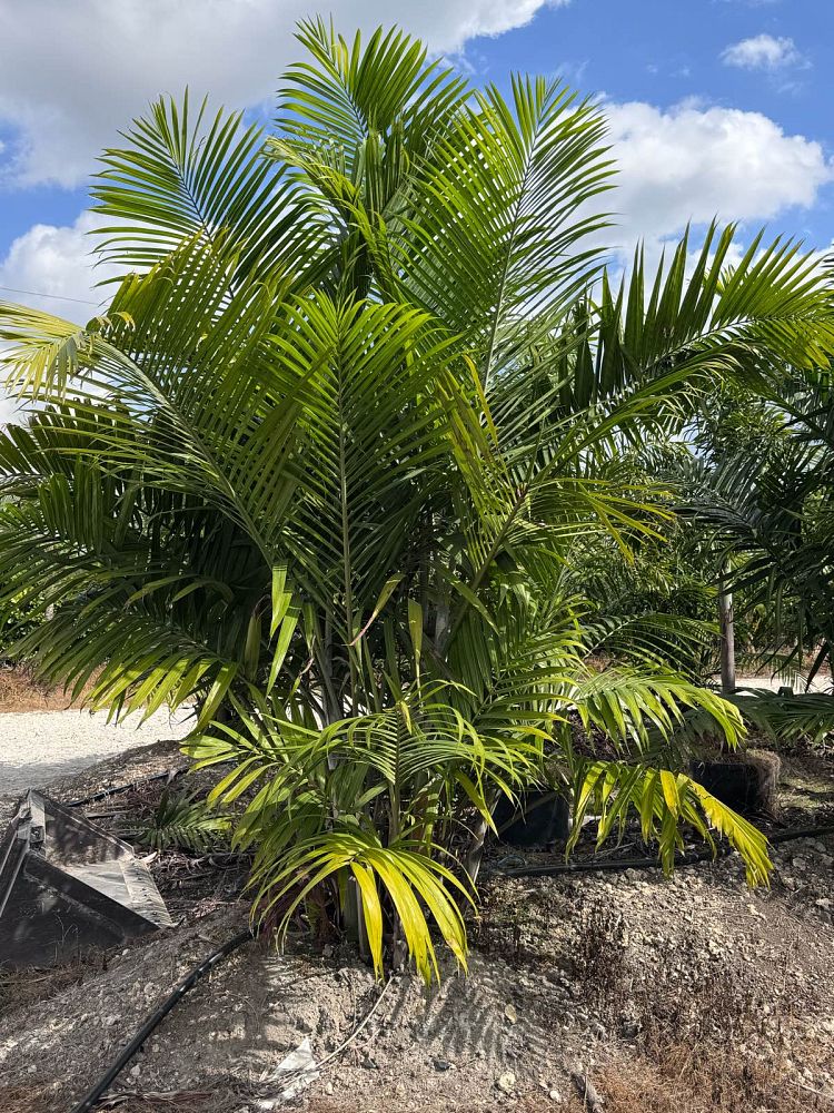dypsis-cabadae-cabada-palm