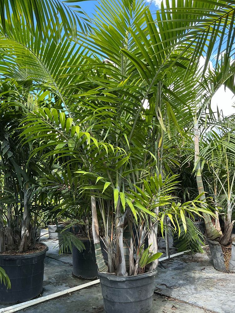 dypsis-cabadae-cabada-palm