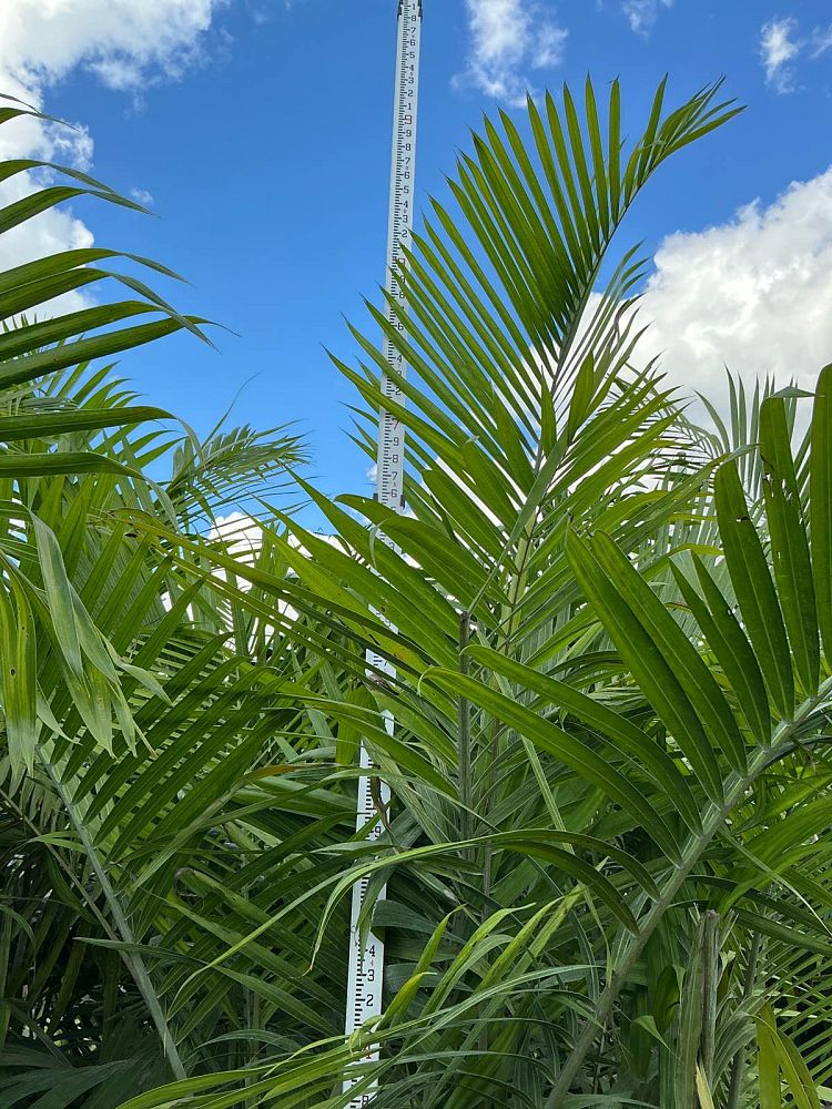 dypsis-cabadae-cabada-palm